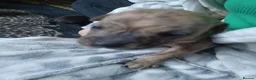 Mixed Breed dogs for sale: Staff x sharpei - Advert 8