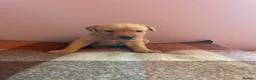 Labrador Retriever dogs for sale: KC Reg Labrador Retriever Puppies  - Advert 8
