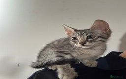 Mixed Breed cats for sale: Beautiful kittens for sale  - Image 3