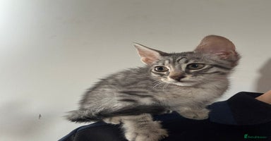 Mixed Breed cats - Advert 14