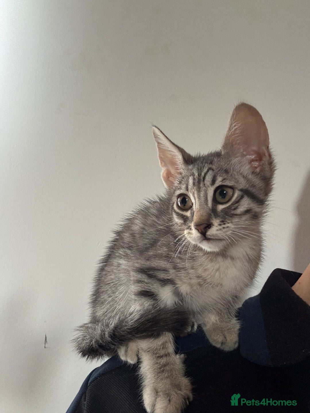 Mixed Breed cats for sale: Beautiful kittens for sale  - Image 3