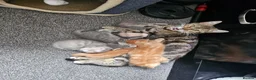 Mixed Breed cats for sale: Beautiful tabby cross kittens for sale  - Advert 3