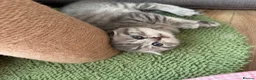 Scottish Fold cats for sale: 😊Tabby Scottish fold  - Advert 34