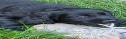 Cocker Spaniel dogs for sale: Working cocker spaniel  - Advert 1