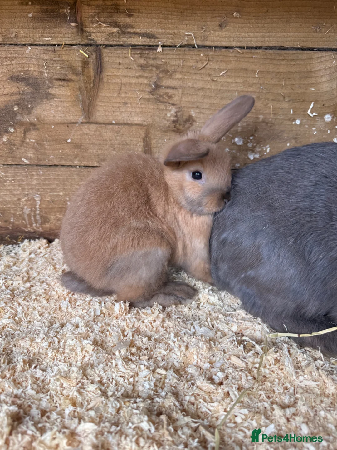 Mini Lop rabbits for sale: 2 x mini lop does - ready to leave now  - Advert 2