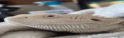 Bearded Dragon reptiles for sale: 100%Het Hypo Baby Bearded Dragons  - Advert 5