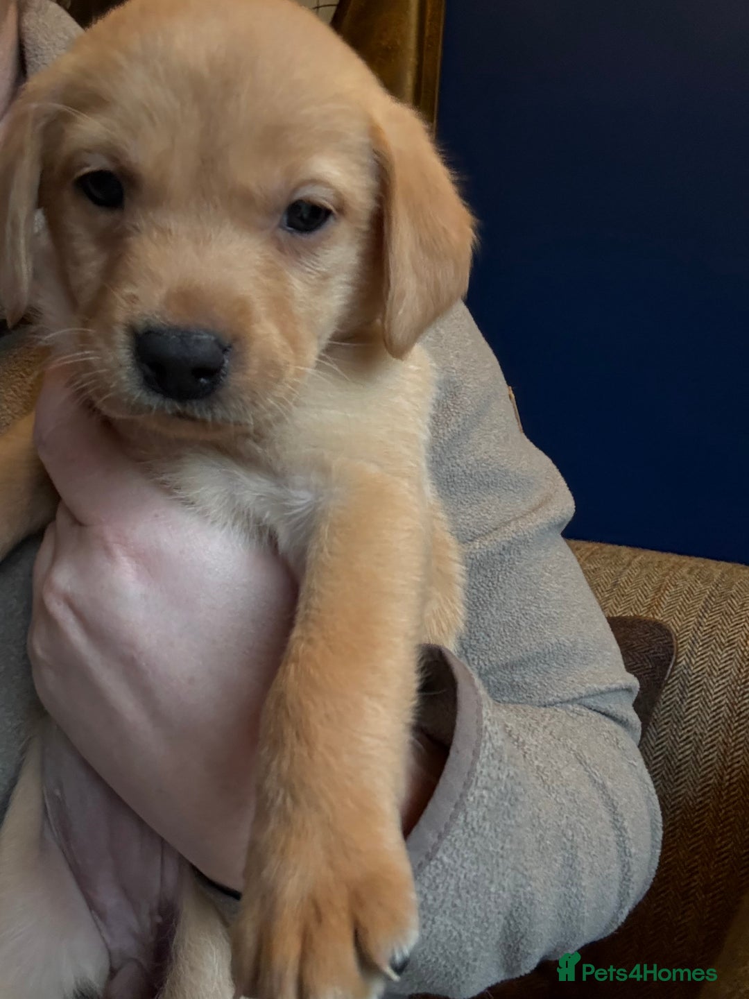 Labrador Retriever dogs for sale: Fox Labrador retriever puppies - Advert 6