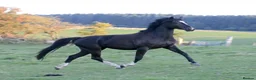 British Warmblood horses for sale: Beautiful black warmblood mare with golden temp in Maesteg - Advert 18
