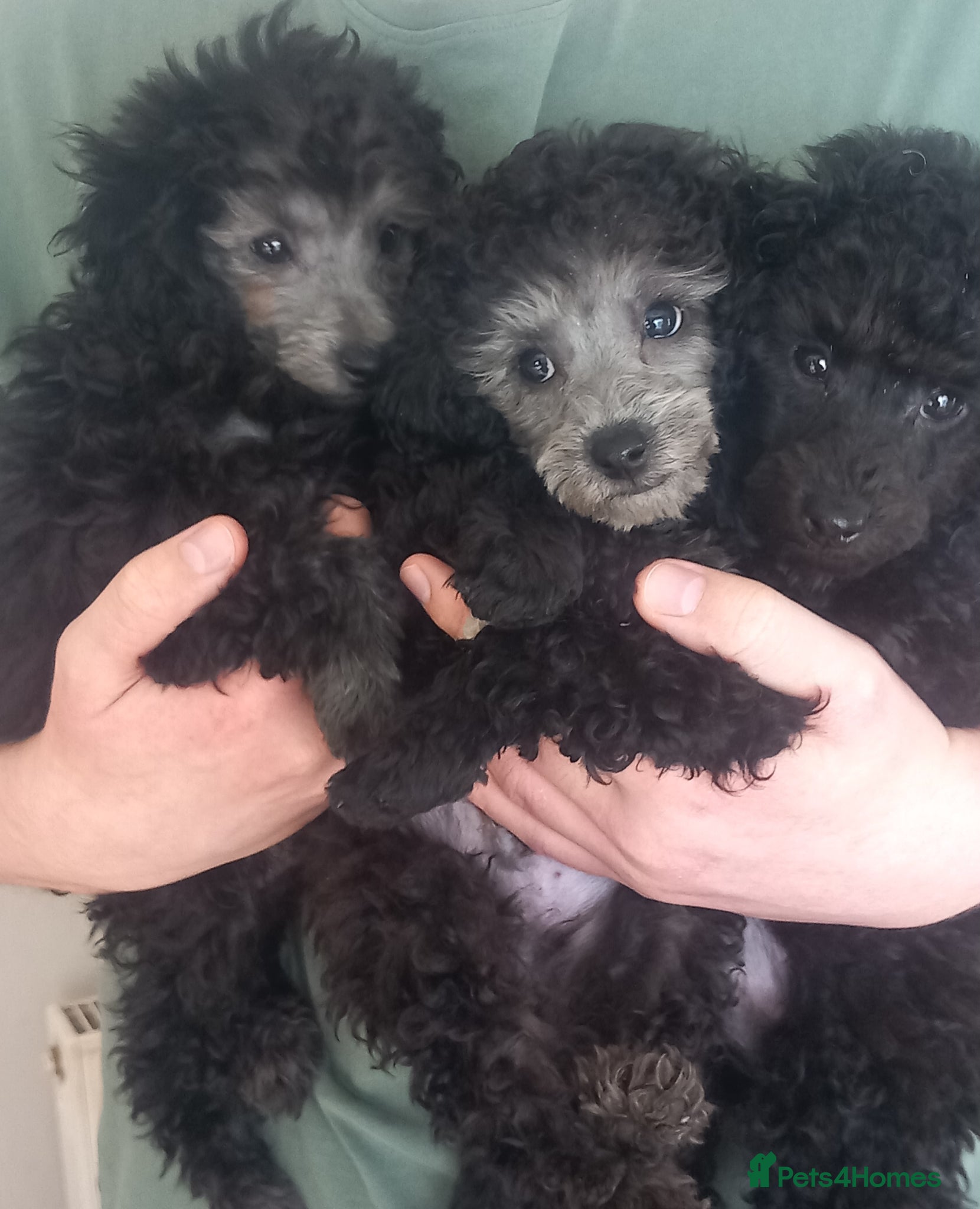 Toy Poodle dogs 9wks OLD KC FULL PEDIGREE SILVER/BLACK TOY POODLES - Advert 10