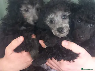 Toy Poodle dogs 9wks OLD KC FULL PEDIGREE SILVER/BLACK TOY POODLES - Advert 10