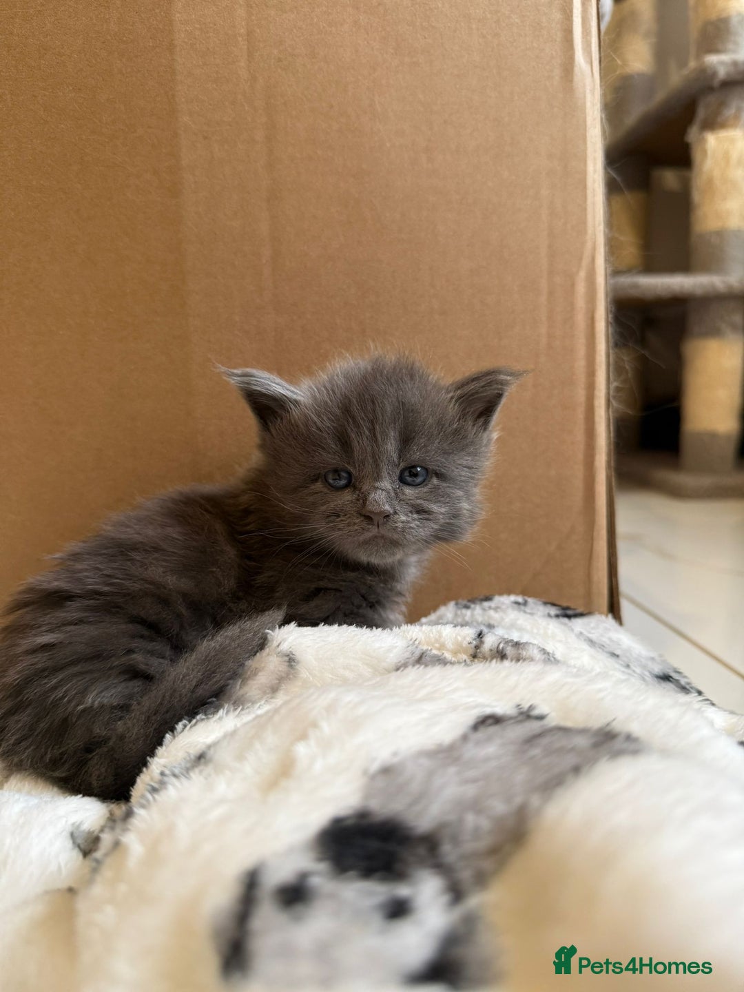 Maine Coon cats for sale: Pedigree Tica Russian Import line Maine Coons - Advert 14