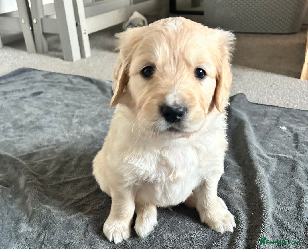 Golden Retriever dogs for sale: Golden retriever puppies  - Image 11