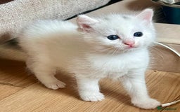 British Longhair cats for sale: 2 adorable kittens looking for their forever home - Image 13