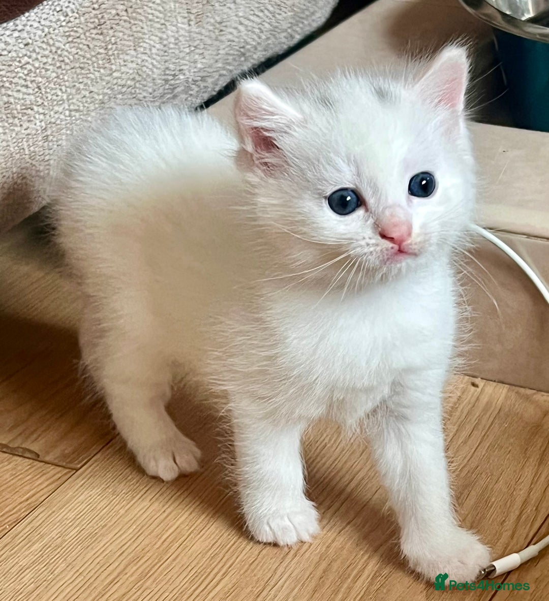 British Longhair cats for sale: 2 adorable kittens looking for their forever home - Image 13
