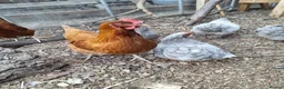 Chickens poultry for sale: Brown hens + Orpington Hens - Advert 2