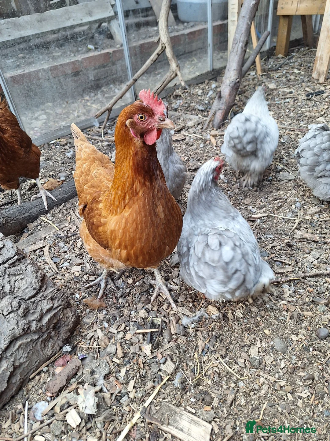 Chickens poultry for sale: Brown hens + Orpington Hens - Advert 2