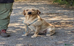 Labrador Retriever dogs for sale: Part-Trained Yellow Labrador Bitch, calm and kind in Bristol - Image 4