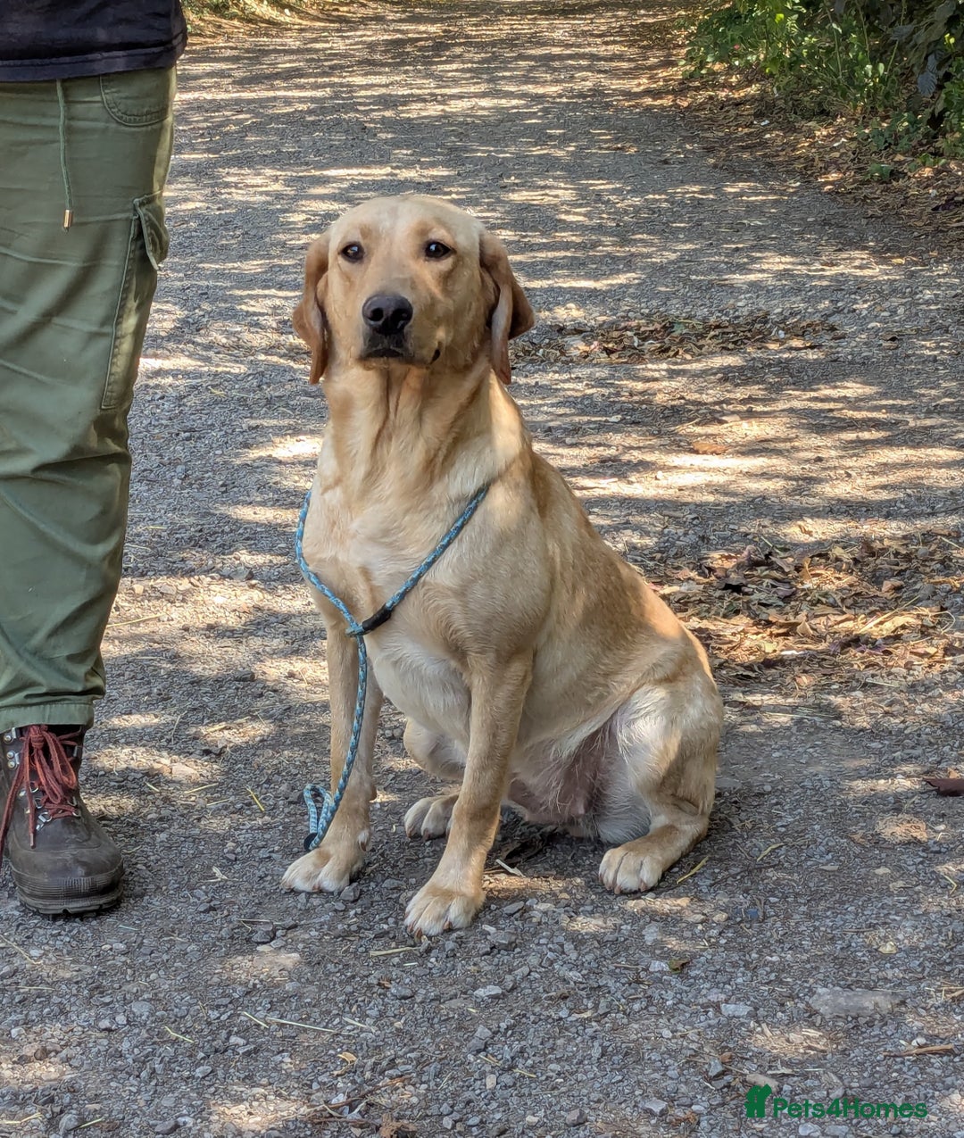 Labrador Retriever dogs for sale: Part-Trained Yellow Labrador Bitch, calm and kind in Bristol - Image 4