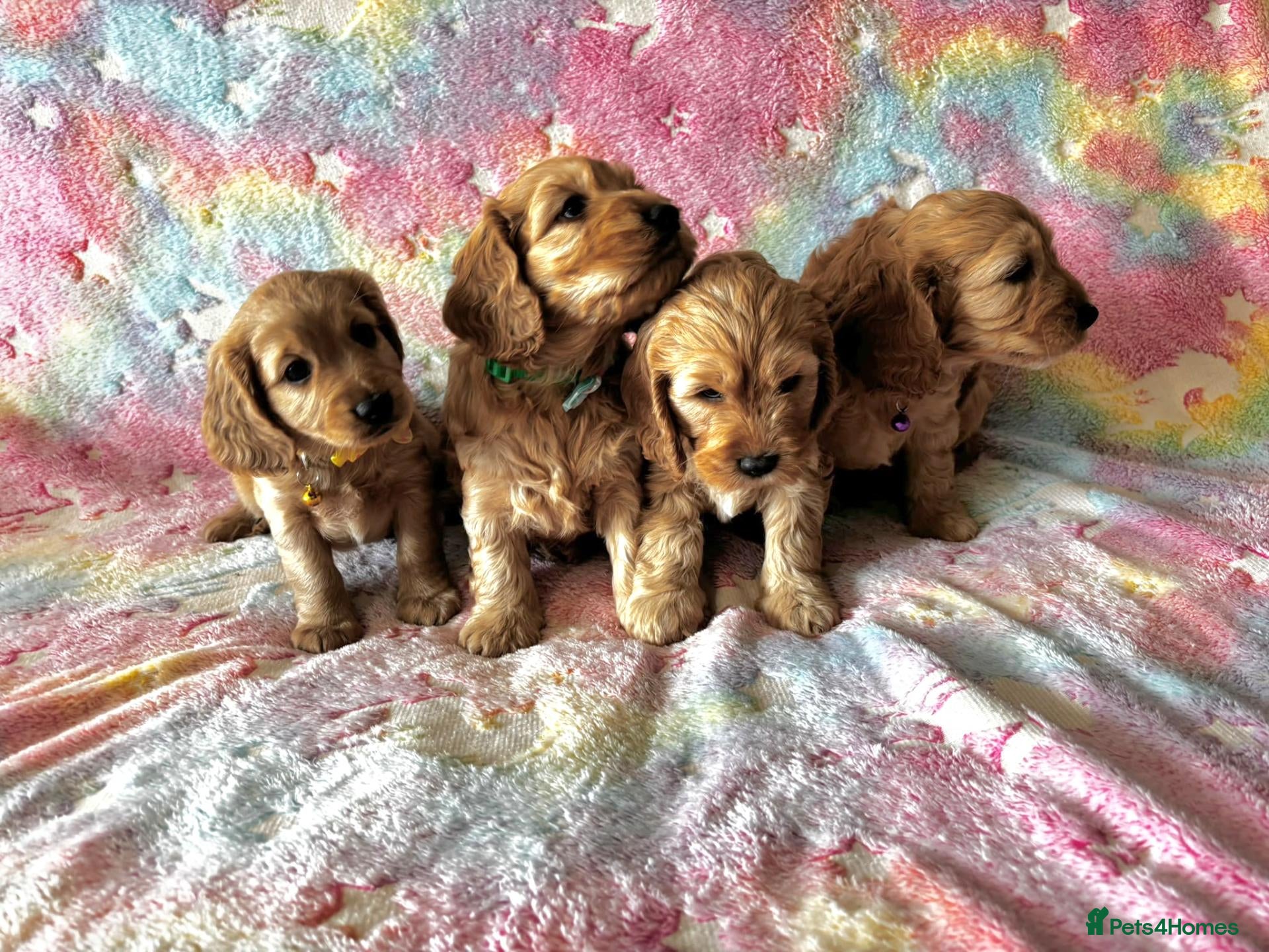 Cockapoo dogs Cockapoo❤❤❤ - Advert 1
