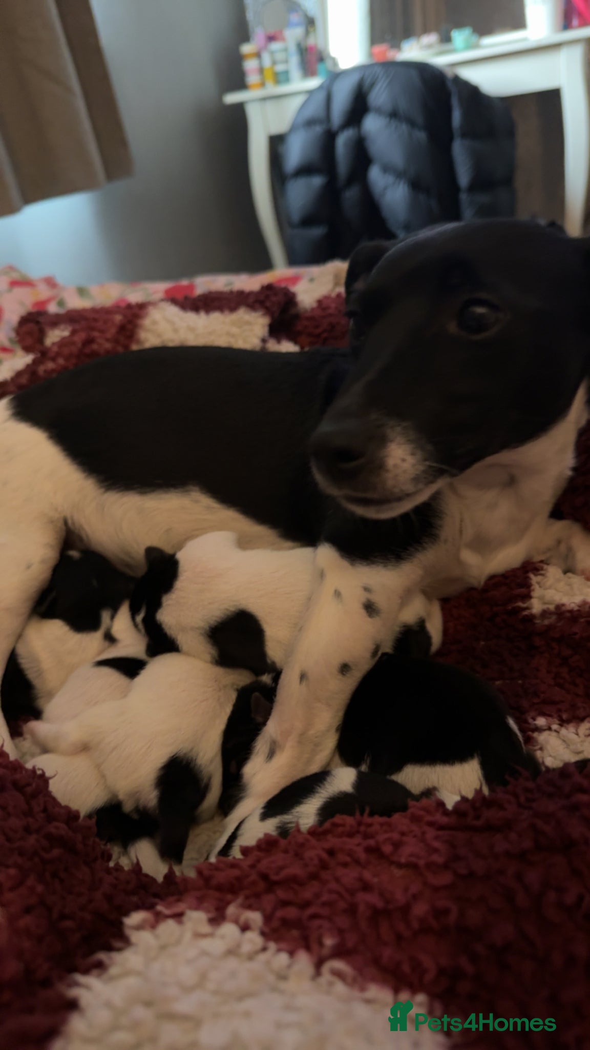 Jack Russell dogs Jack Russell pups - Advert 5