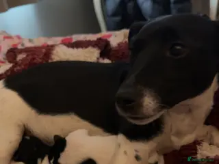 Jack Russell dogs Jack Russell pups - Advert 5