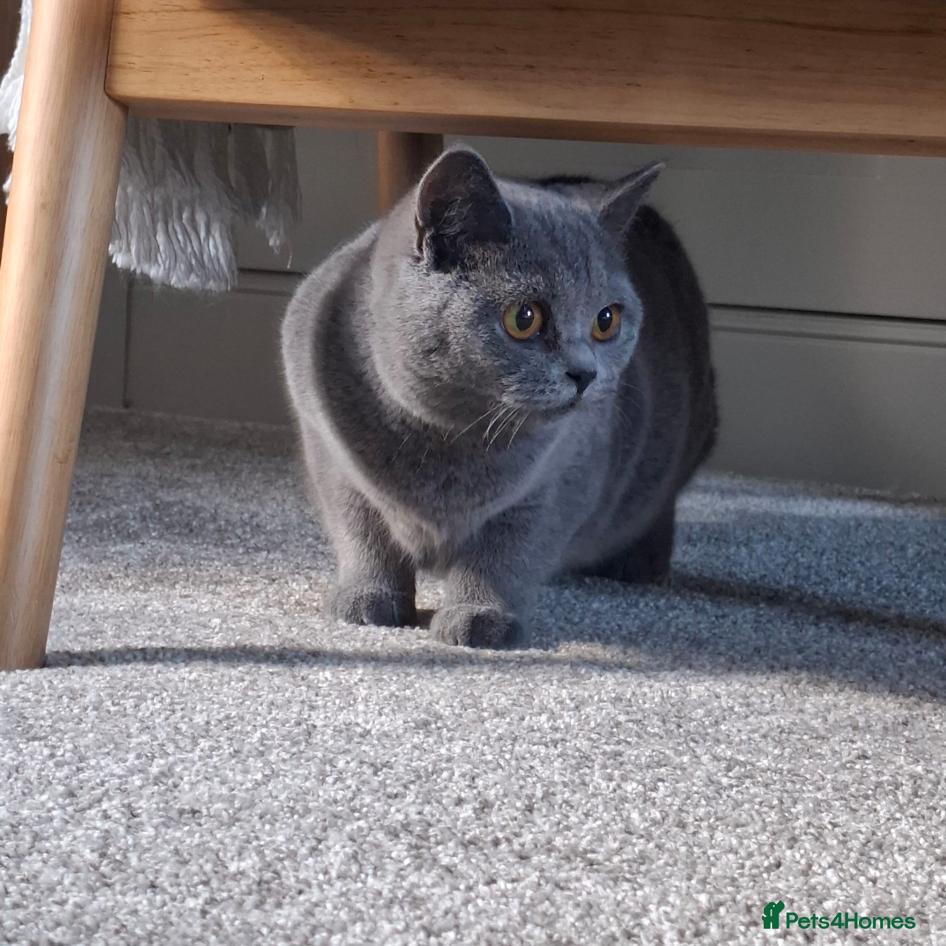 British Shorthair cats British Blue Female - Advert 1