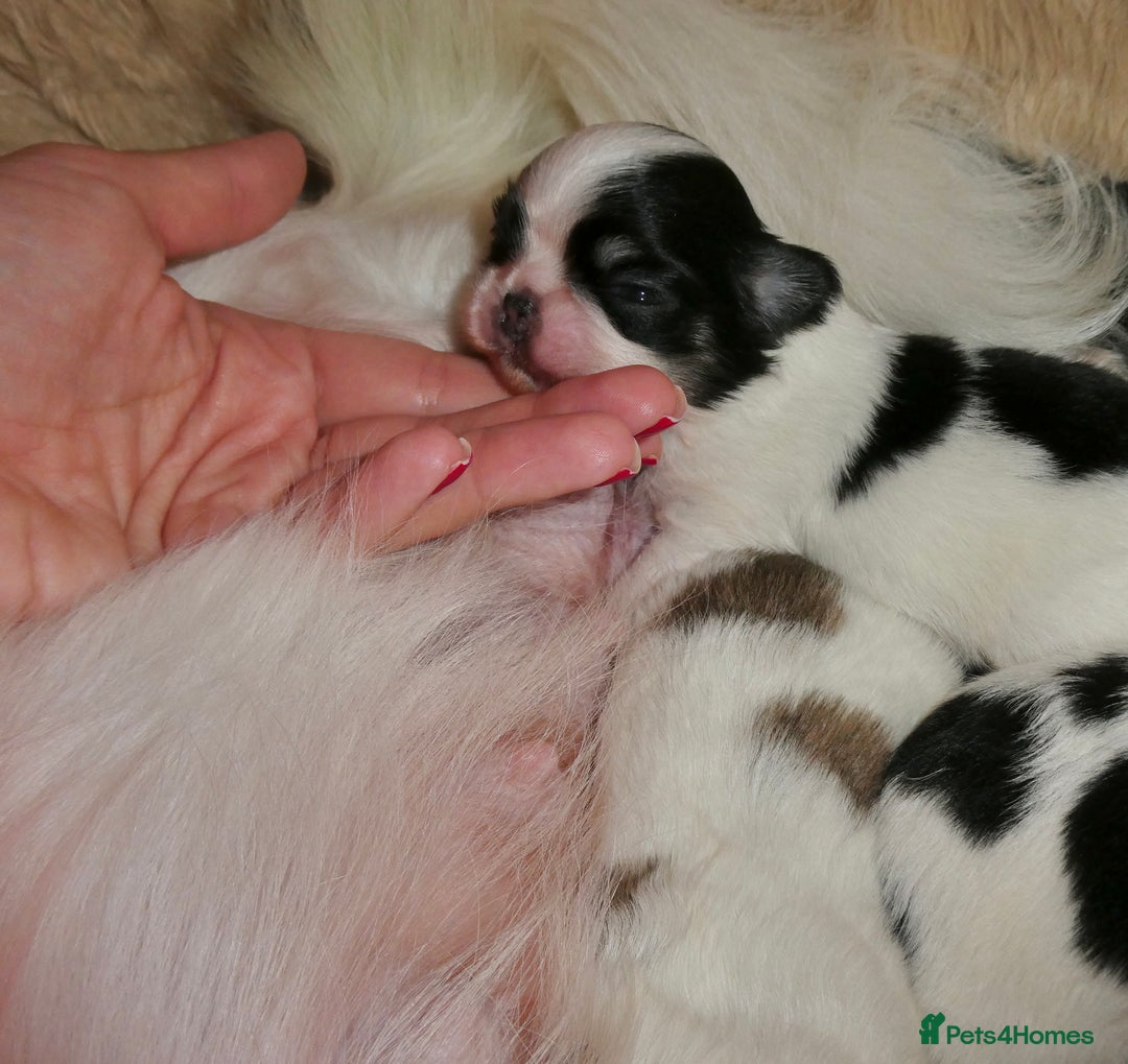 Chihuahua dogs for sale: Long Coat Chihuahua Boys Outstanding Quality ⭐️ - Advert 8