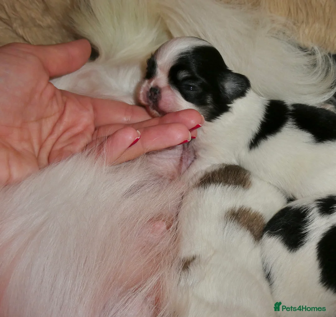 Chihuahua dogs for sale: Long Coat Chihuahua Boys Outstanding Quality ⭐️ - Advert 14