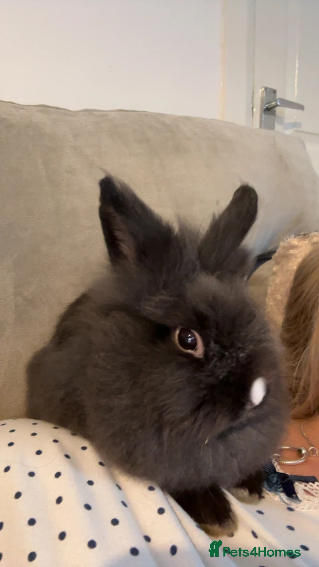 Lionhead rabbits for sale: 2 male rabbits  in Ashington - Advert 3