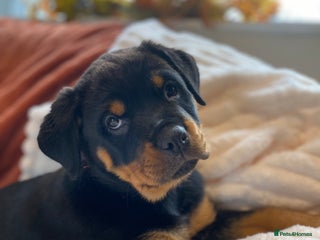 Rottweiler dogs KC Rottweiler puppies ready now - Advert 1