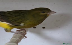 Canaries birds for sale: Canaries  - Image 1