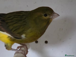 Canaries birds - Advert 2