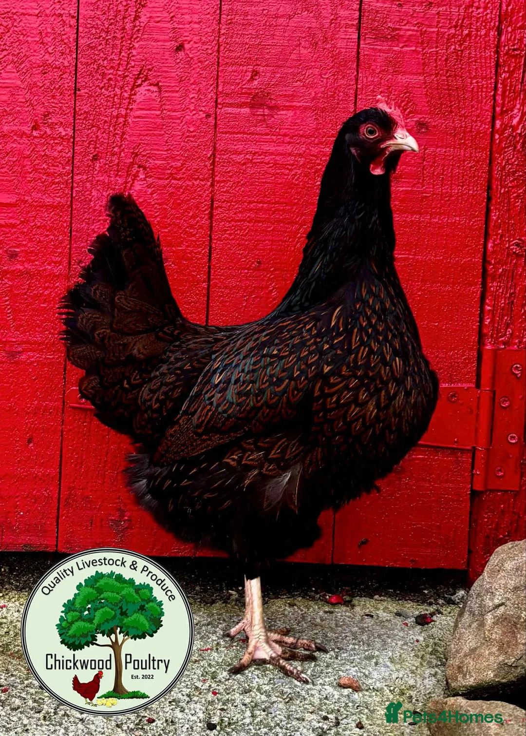 Chickens poultry for sale: GOLD LACED BARNEVELDER HATCHING EGGS  in Llanelli - Advert 2