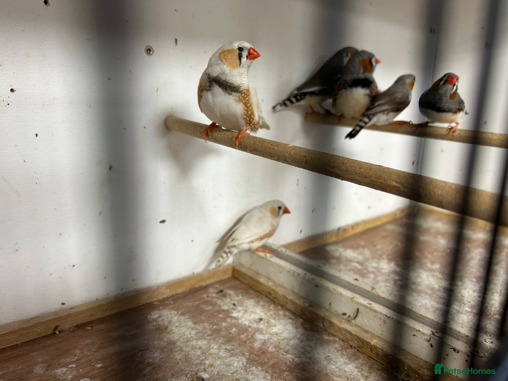 Finches birds Male and female zebra finches  - Advert 2