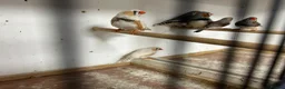 Finches birds for sale: Male and female zebra finches  - Advert 1