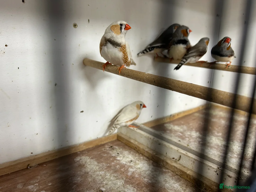 Finches birds for sale: Male and female zebra finches  - Advert 1