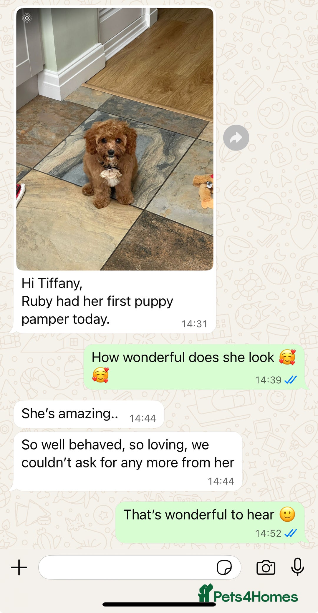 Cavapoo dogs for sale: Top Class Extensively tested Toy Cavapoo pups - Advert 33