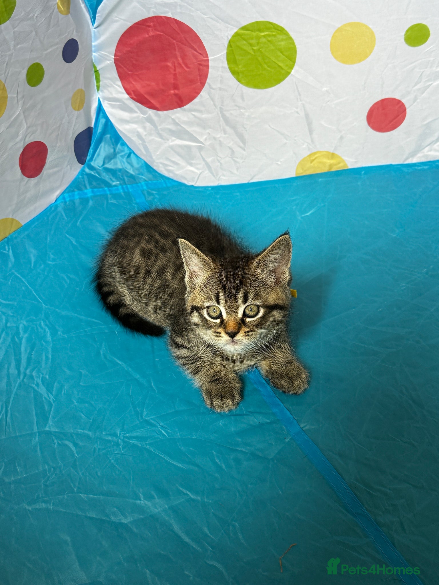 Mixed Breed cats for sale: Maine Coon x British Short Hair Kittens in Cambridge - Advert 6