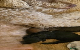 Cockapoo dogs for sale: F2 Cockapoo puppies - Advert 7