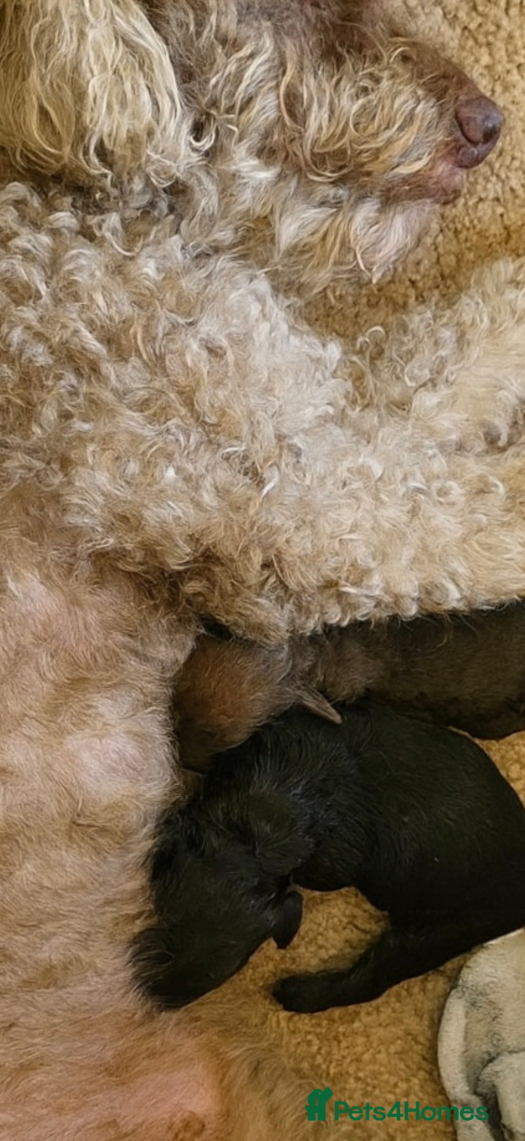 Cockapoo dogs for sale: F2 Cockapoo puppies - Advert 7