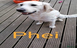 Golden Retriever dogs for sale: Championship line KC Golden Retriever puppies - Image 12