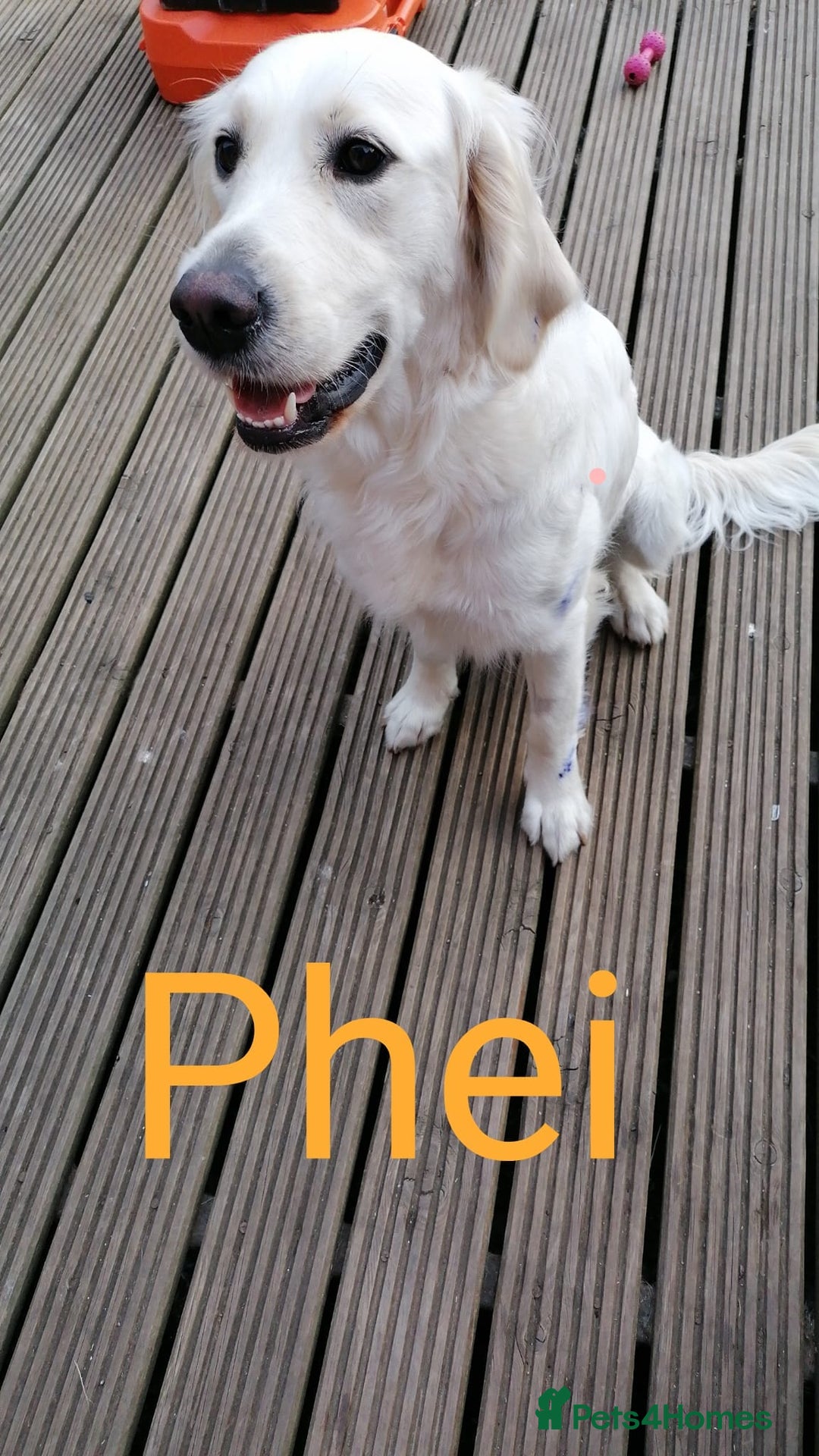 Golden Retriever dogs for sale: Championship line KC Golden Retriever puppies - Image 12