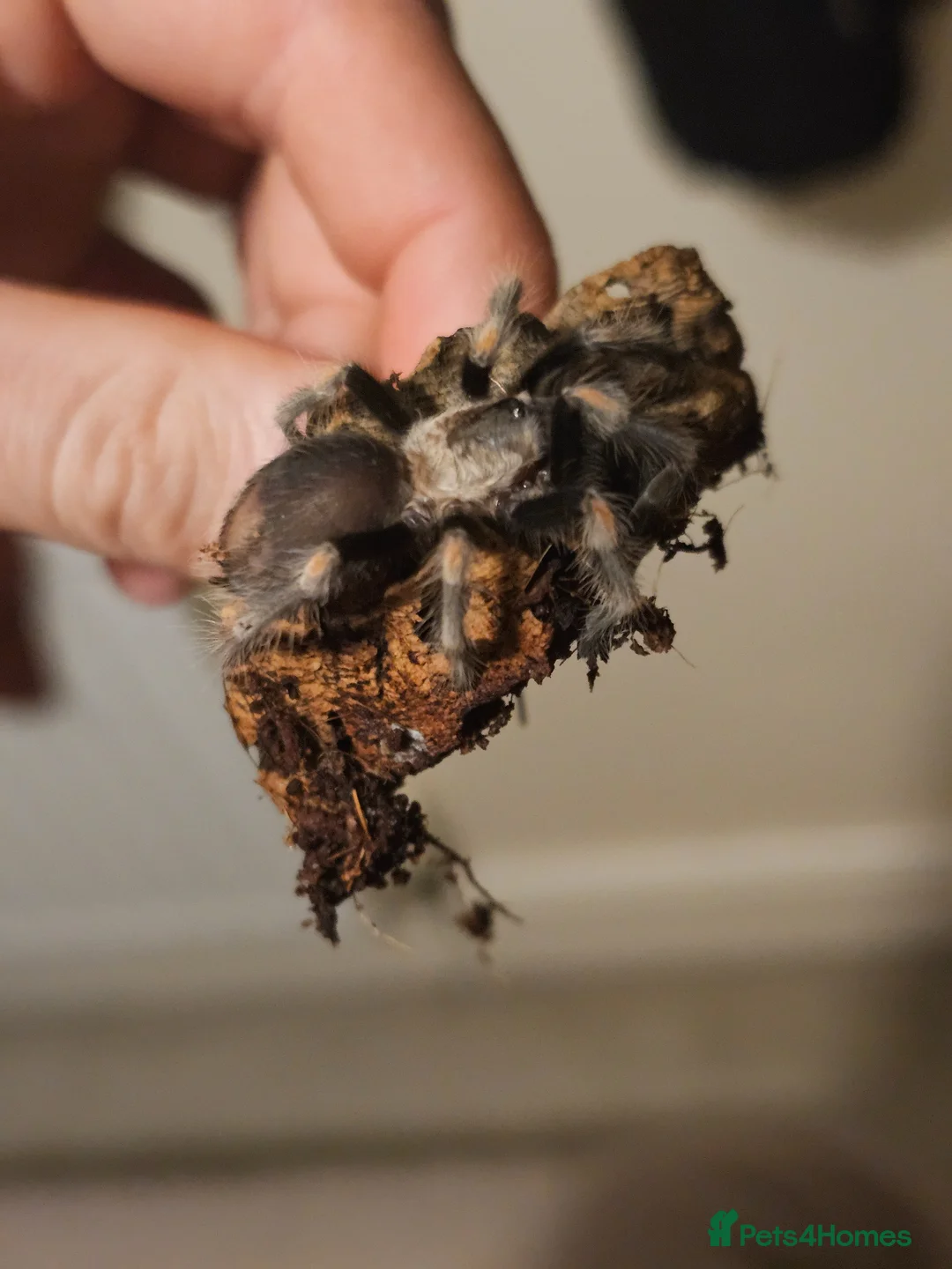 Tarantulas invertebrates for sale: Mexican red knee tarantula in Gillingham - Advert 2