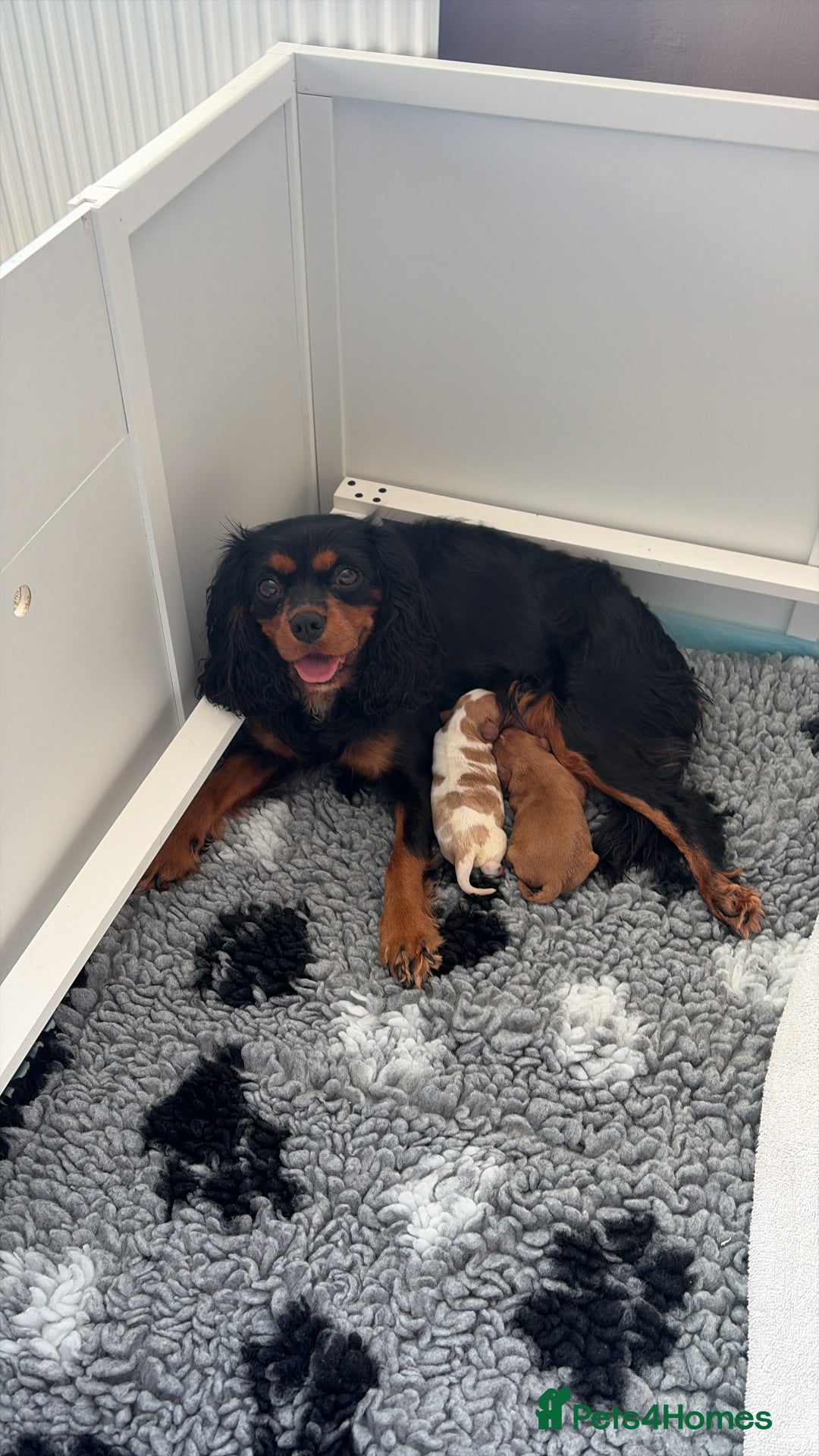 Cavalier King Charles Spaniel dogs for sale: Beautiful Cavalier King Charles Puppies - Advert 7