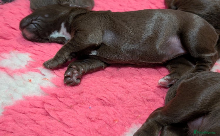 Cocker Spaniel dogs - Advert 12