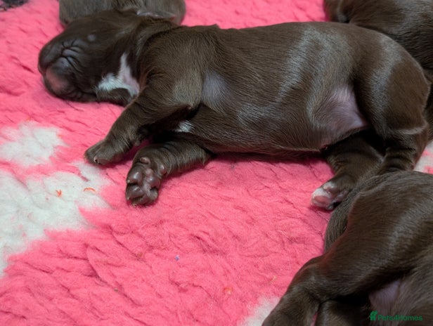 Cocker Spaniel dogs - Advert 12