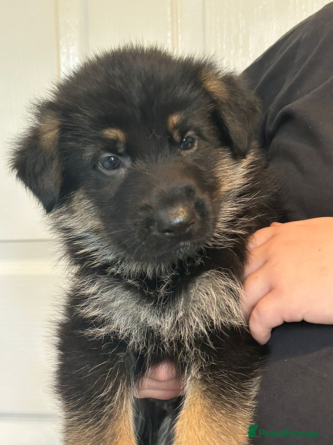 German Shepherd dogs for sale: GERMAN SHEPHERD  - Image 6