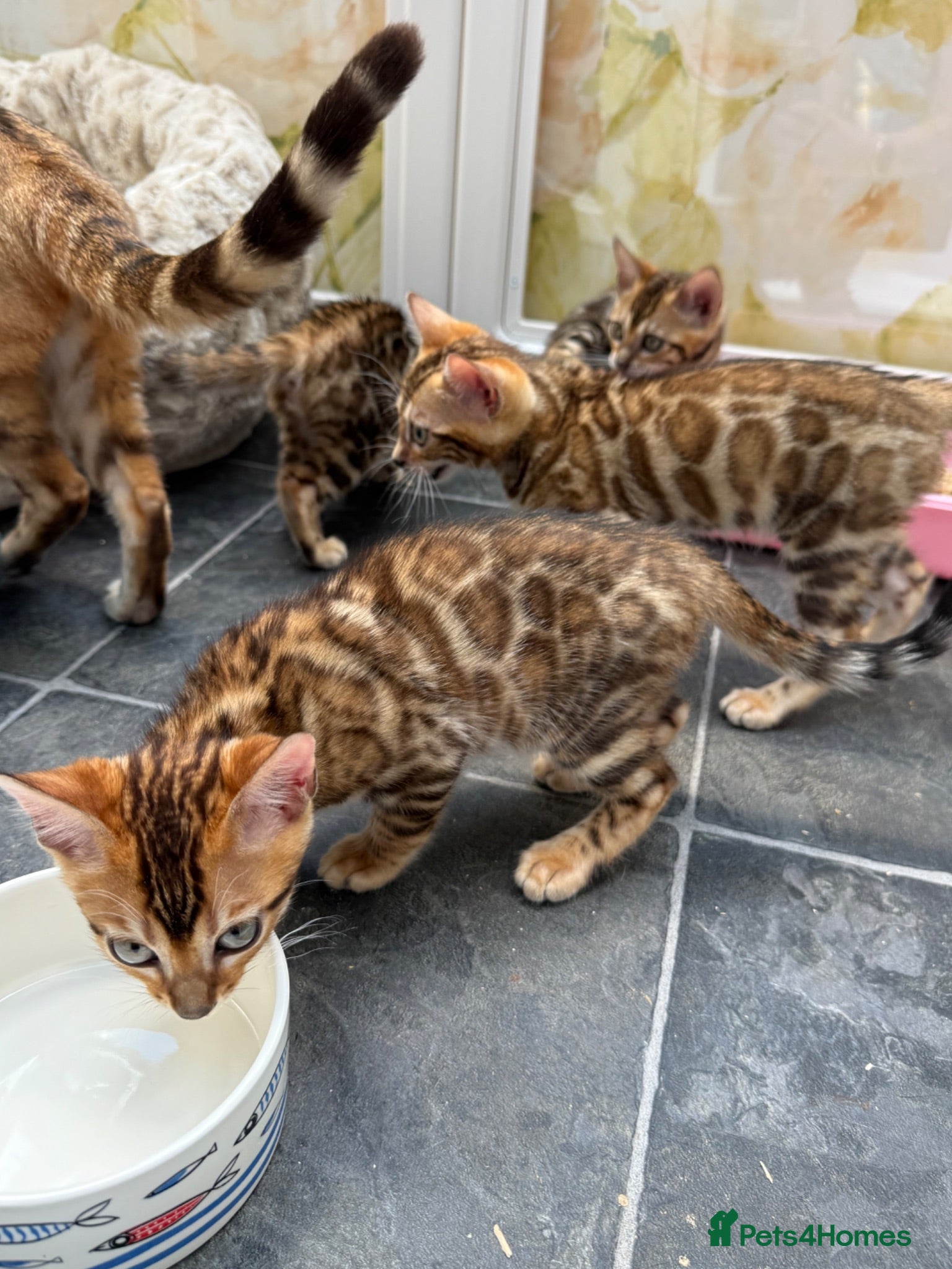 Bengal cats Pedigree TICA 🐾 Health Tested Bengal kittens 🐆  - Advert 1