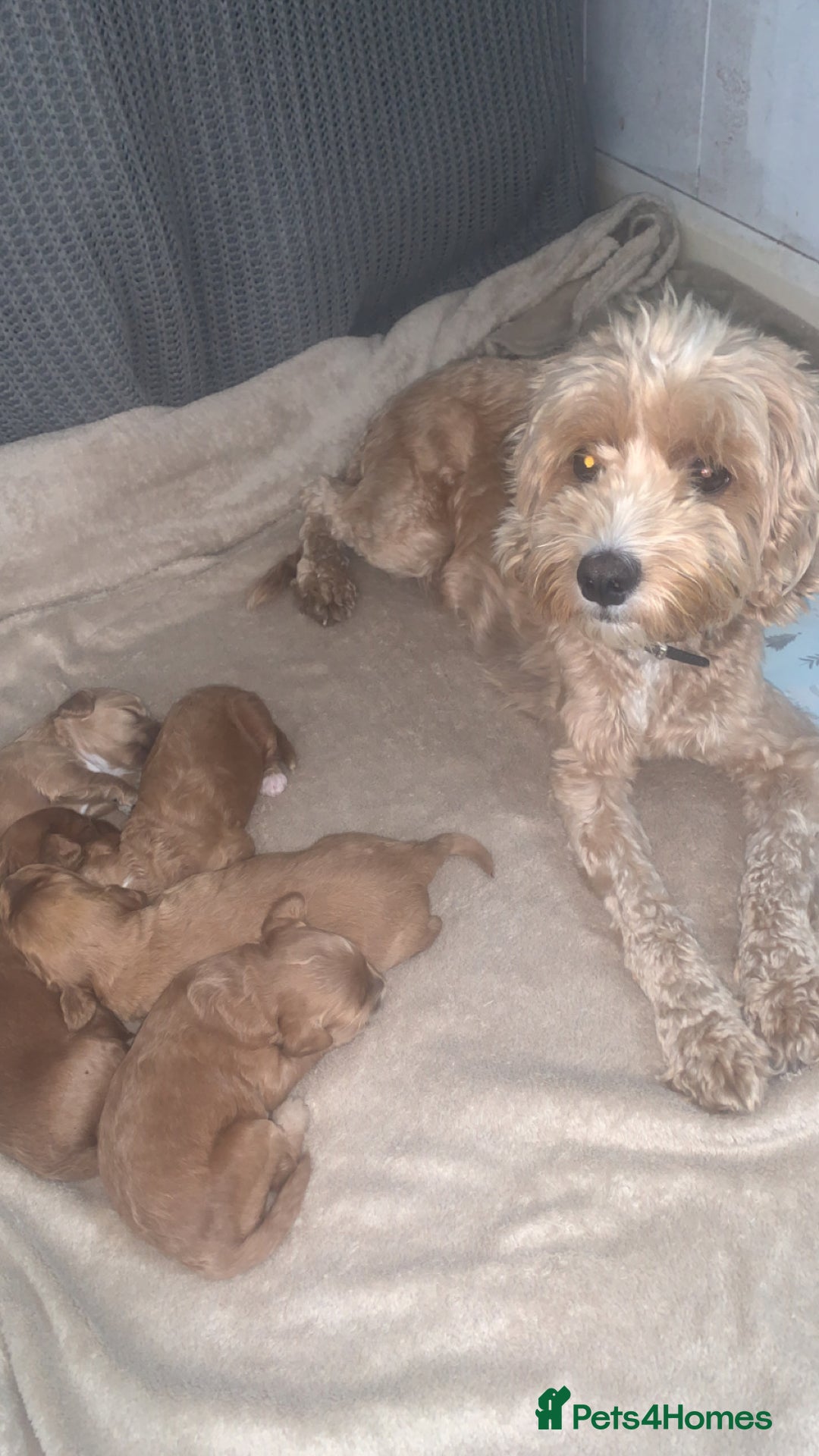 Cockapoo dogs for sale: Cockapoos  - Image 8
