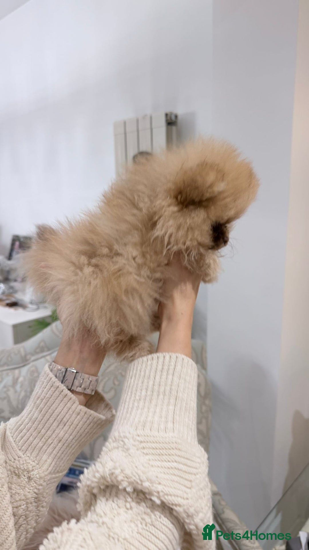 Pomeranian dogs for sale: Stunning littler of KC Pom puppies - Advert 18